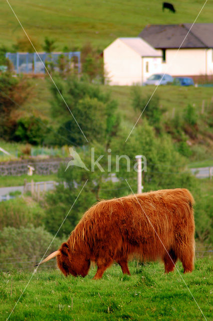 Highland Cow (Bos domesticus)