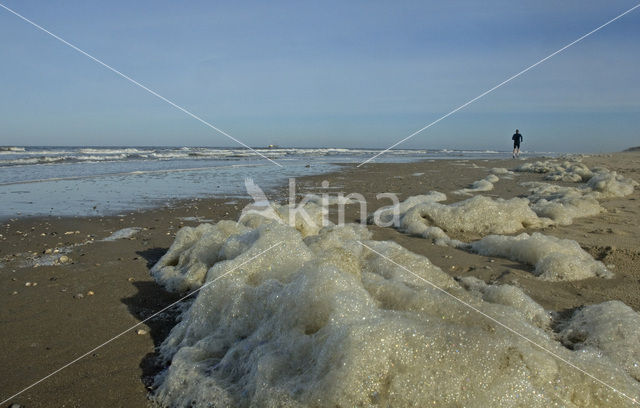 foam-algae (Phaeocystis sp)