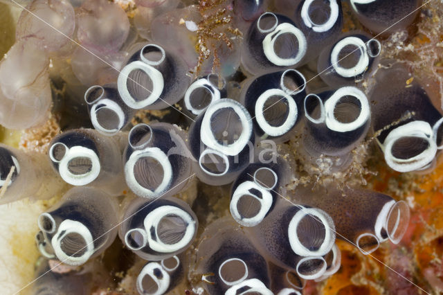 Sea Squirt (Clavelina robusta)