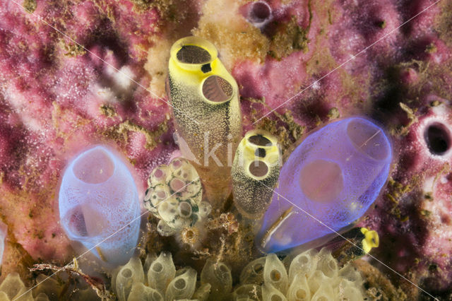 Sea Squirt (Clavelina robusta)