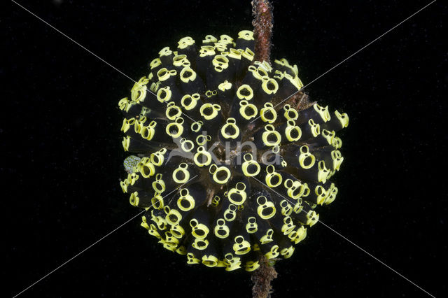 Sea Squirt (Clavelina robusta)