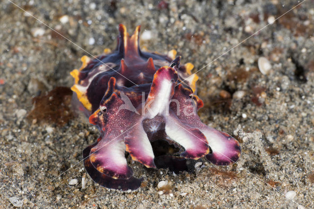 Flamboyant cuttlefish (Metasepia pfefferi)