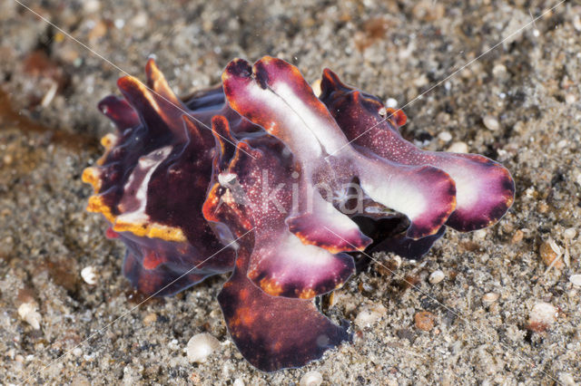 Flamboyant cuttlefish (Metasepia pfefferi)