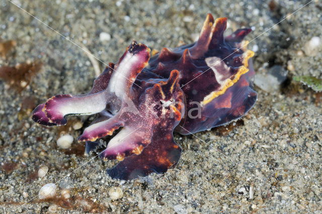 Flamboyant cuttlefish (Metasepia pfefferi)