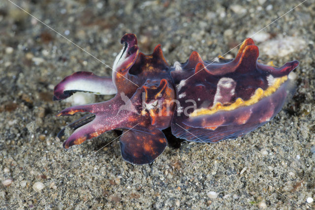 Flamboyant cuttlefish (Metasepia pfefferi)