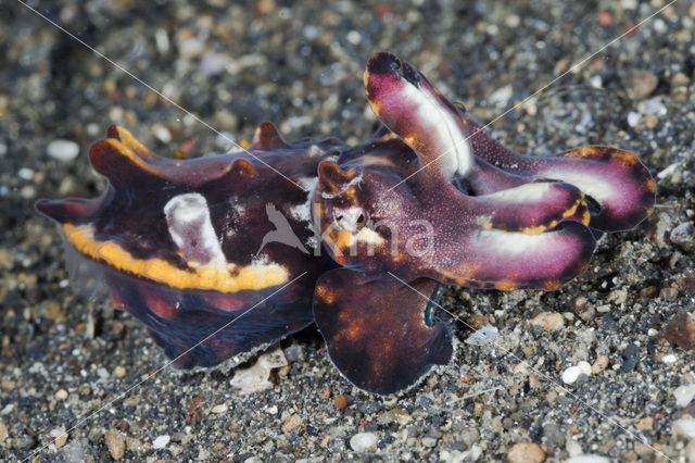 Flamboyant cuttlefish (Metasepia pfefferi)