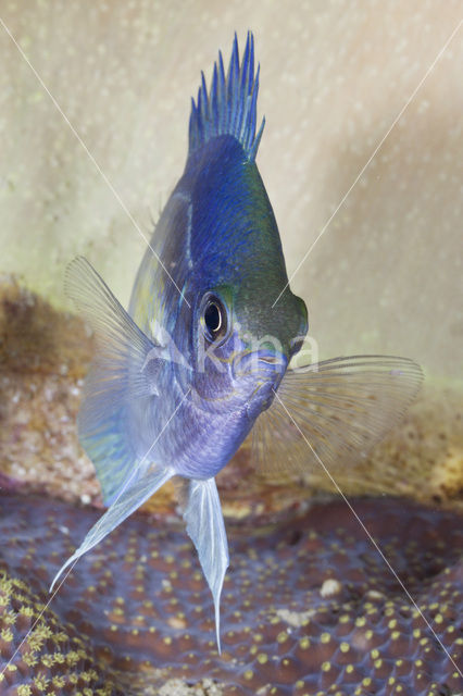 Sergeant (Amblyglyphidodon spec)