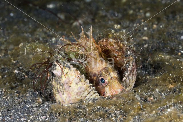 Shortfin lionfish (Dendrochirus spec)