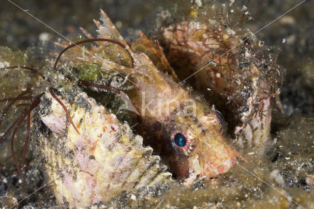 Shortfin lionfish (Dendrochirus spec)