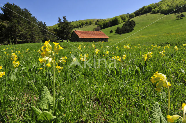 sleutelbloem (Primula spec.)