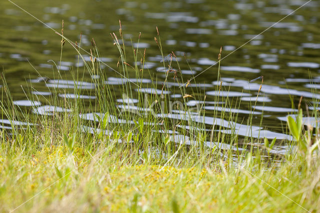 Slijkzegge (Carex limosa)