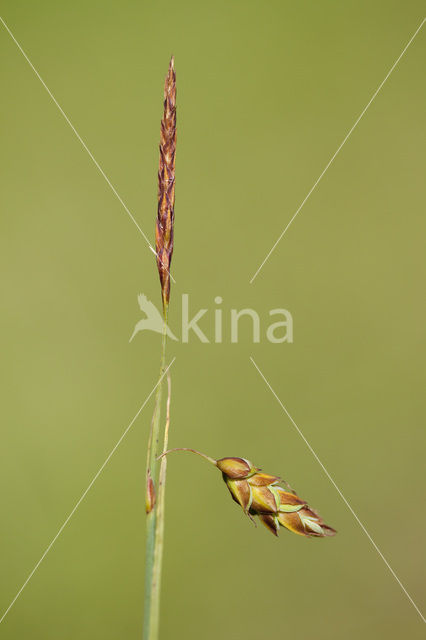 Slijkzegge (Carex limosa)
