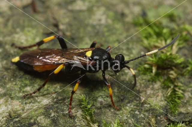 wasp (Ichneumon sp.)