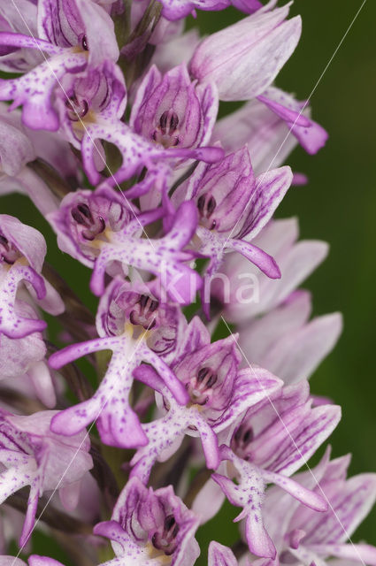 Military Orchid (Orchis militaris)