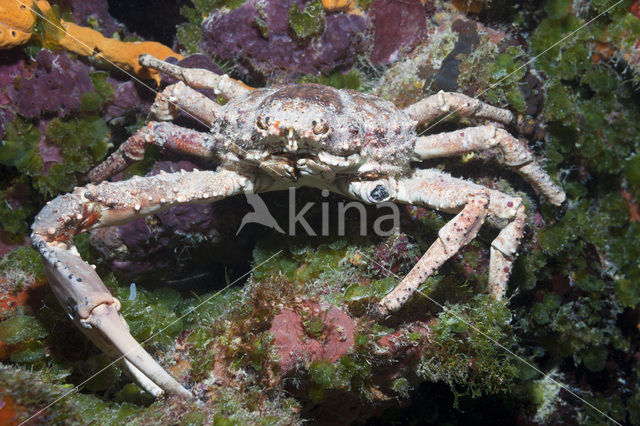 Channel Clinging Crab (Mithrax spinosissimus)