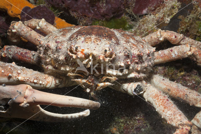 Channel Clinging Crab (Mithrax spinosissimus)