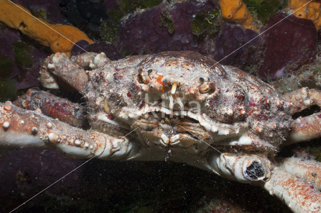 Channel Clinging Crab (Mithrax spinosissimus)