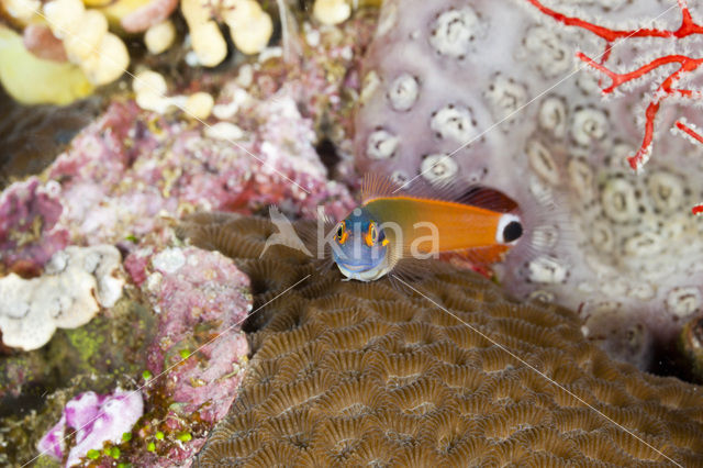 Tail-spot Combtooth Blenny (Ecsenius stigmatura)