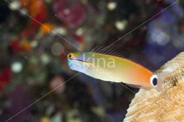 Tail-spot Combtooth Blenny (Ecsenius stigmatura)