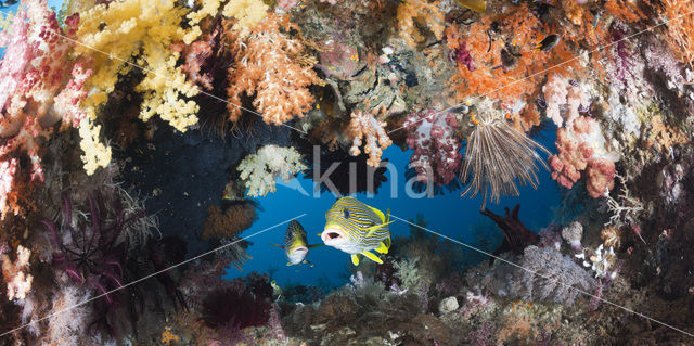 Streep diklipvis (Plectorhinchus polytaenia)