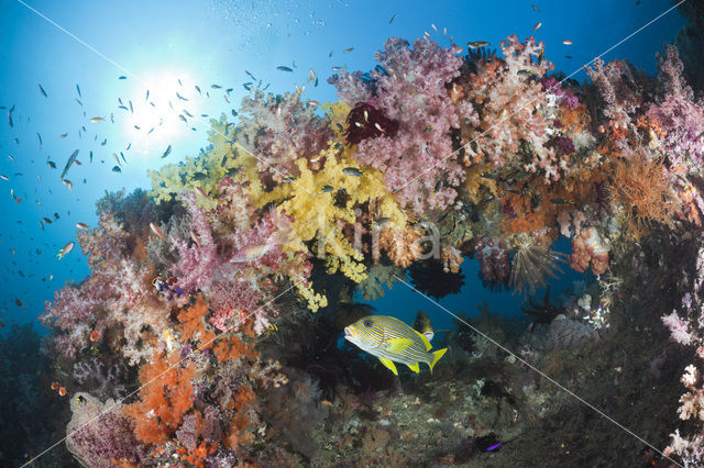 Streep diklipvis (Plectorhinchus polytaenia)