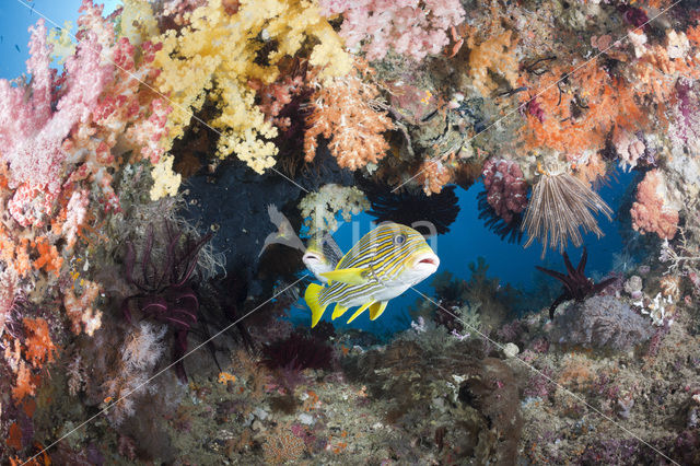 Streep diklipvis (Plectorhinchus polytaenia)