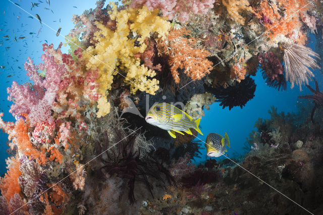 Streep diklipvis (Plectorhinchus polytaenia)