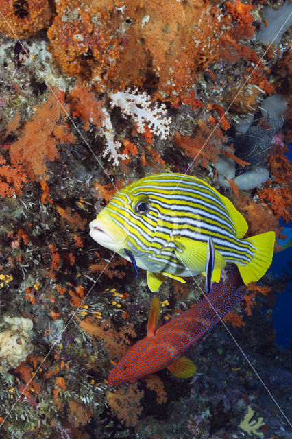 Streep diklipvis (Plectorhinchus polytaenia)