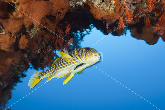 Streep diklipvis (Plectorhinchus polytaenia)