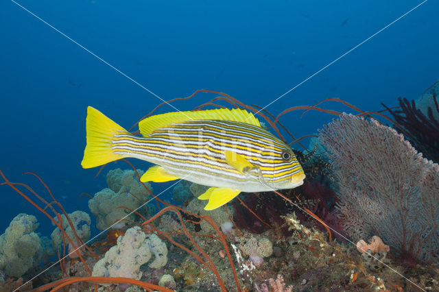 Streep diklipvis (Plectorhinchus polytaenia)