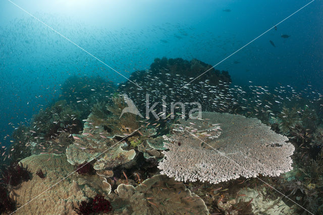 Tafelkoraal (Acropora spec)