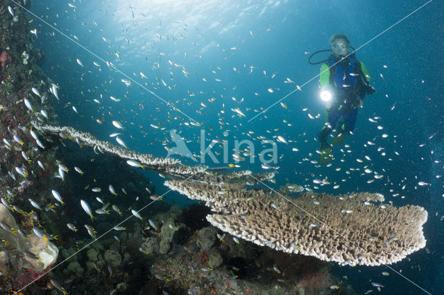 Table coral (Acropora spec)