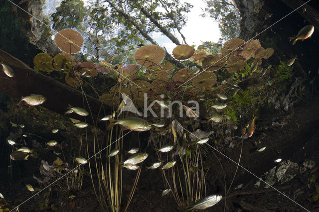 tetra (Astyanax aeneus)