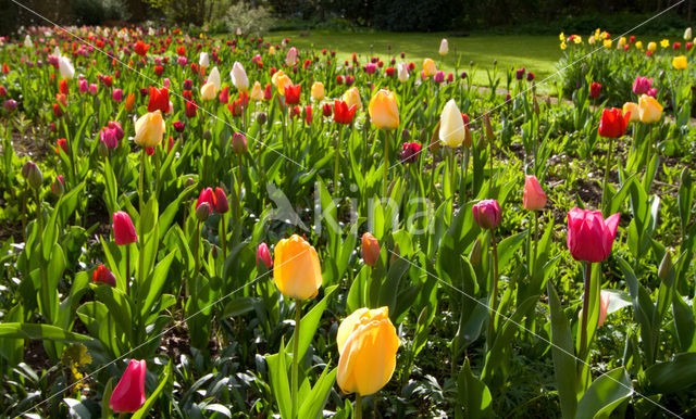 Tulip (Tulipa)