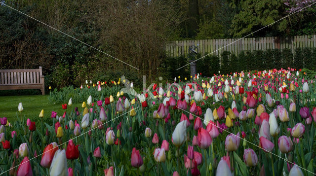 Tulip (Tulipa)