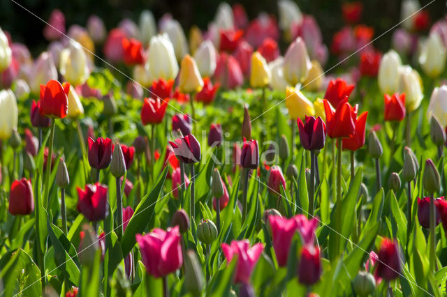 Tulip (Tulipa)