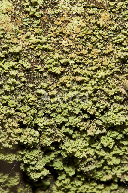 Powder-foot British soldiers (Cladonia incrassata)