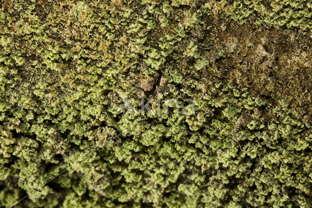 Powder-foot British soldiers (Cladonia incrassata)