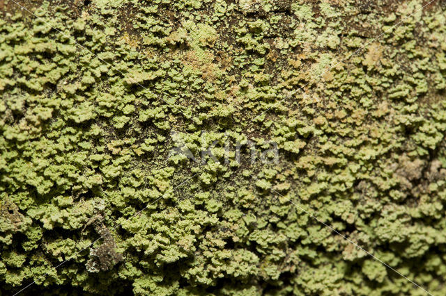 Powder-foot British soldiers (Cladonia incrassata)