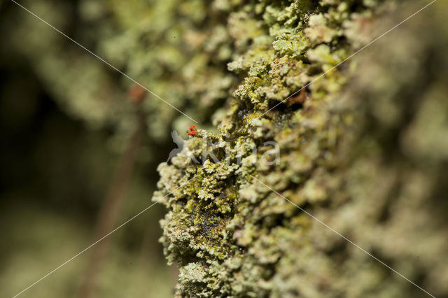 Powder-foot British soldiers (Cladonia incrassata)