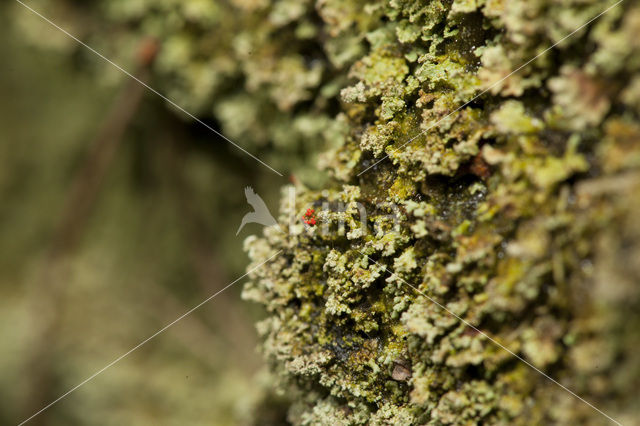 Powder-foot British soldiers (Cladonia incrassata)