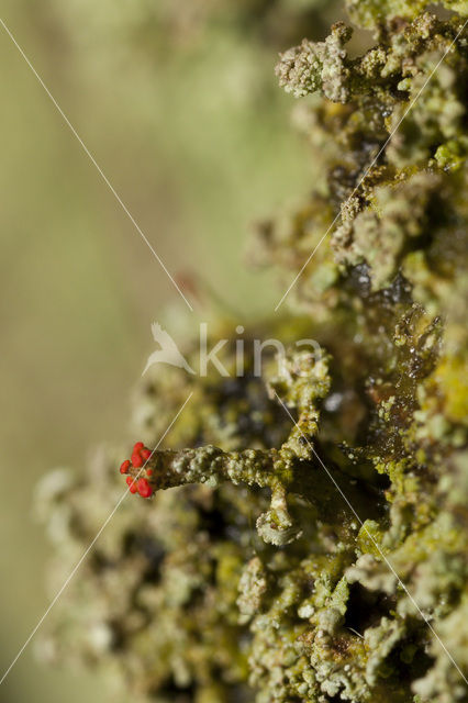 Powder-foot British soldiers (Cladonia incrassata)