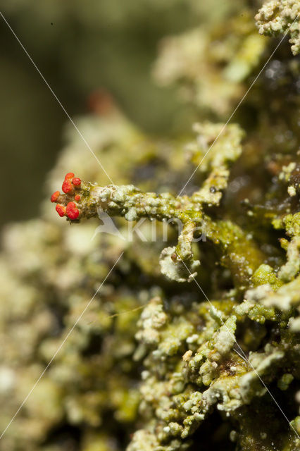 Powder-foot British soldiers (Cladonia incrassata)