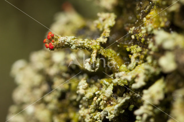 Powder-foot British soldiers (Cladonia incrassata)