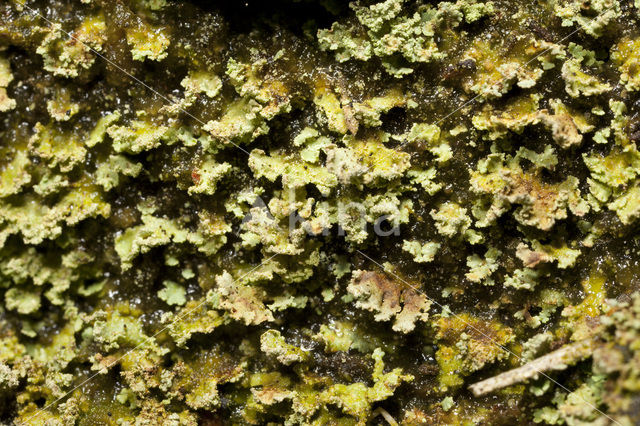 Powder-foot British soldiers (Cladonia incrassata)