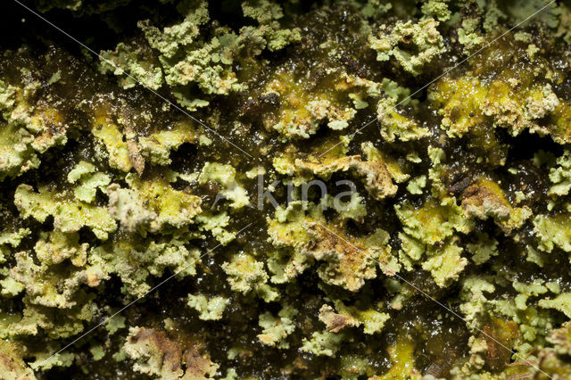 Powder-foot British soldiers (Cladonia incrassata)