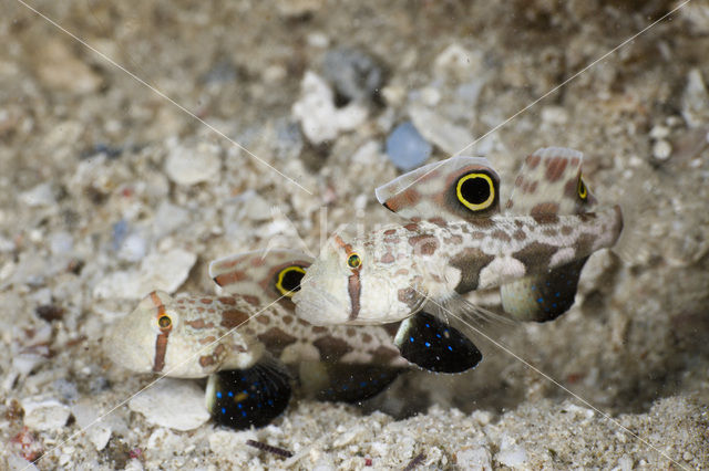 Twinspot goby (Signigobius biocellatus)