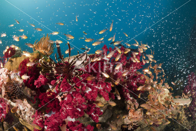 Twinspot cardinalfish (Archamia biguttata)