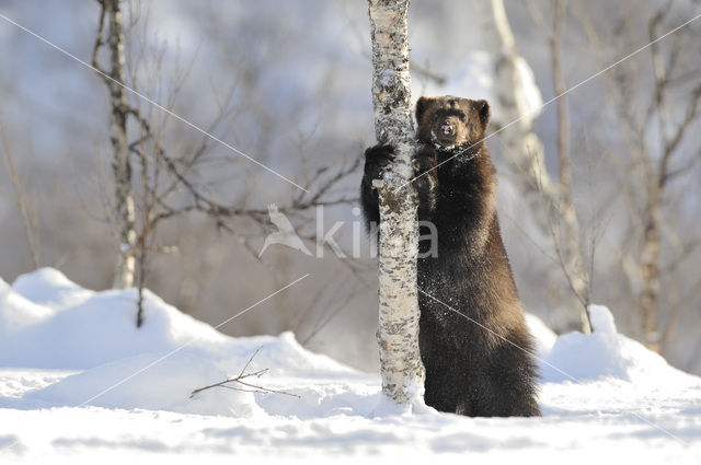 Wolverine (Gulo gulo)