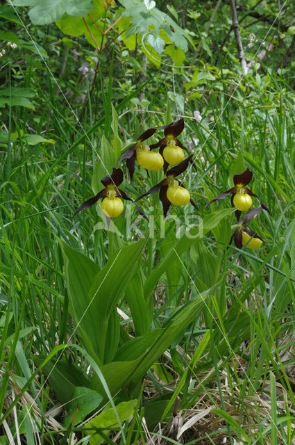 Lady’s slipper (Cypripedium calceolus)